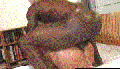 gay fuck